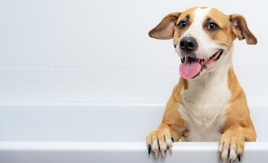 Tu peludo en las mejores manos